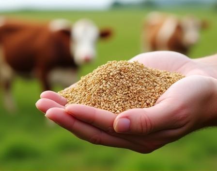 Hand mit Bio-Futter und Kühe im Hintergrund